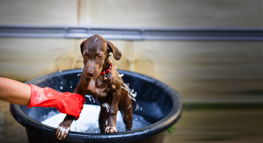 Hearts 4 Paws Dog Rescue